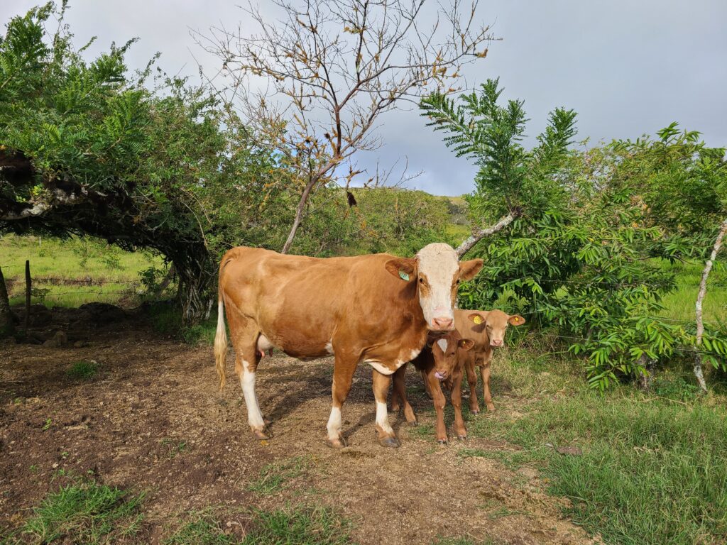 cow and calf San Cristobal Galapagos