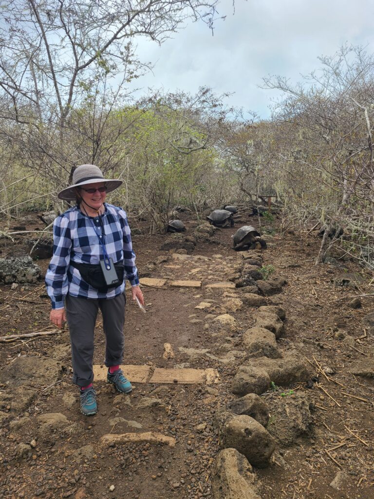 woman walking on trail followed by giant tortoises San Cristobal Galapagos