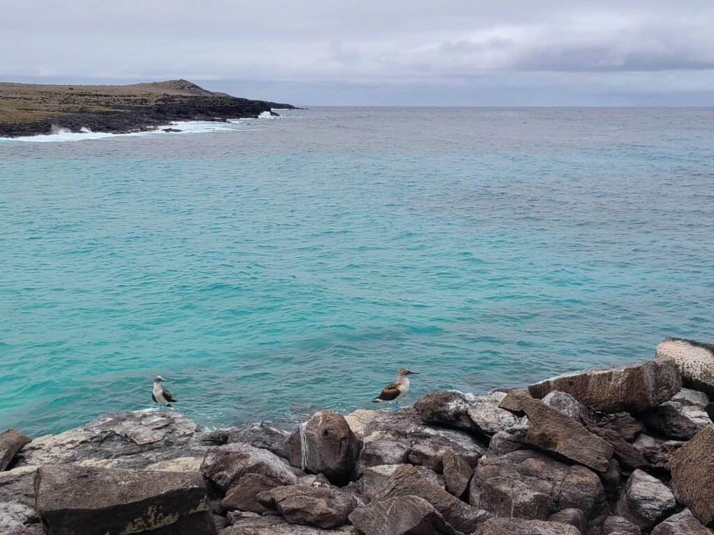 two blue-footed boobies on rocks overlooking ocean San Cristobal Galapagos