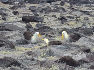 waved albatross espanola galapagos