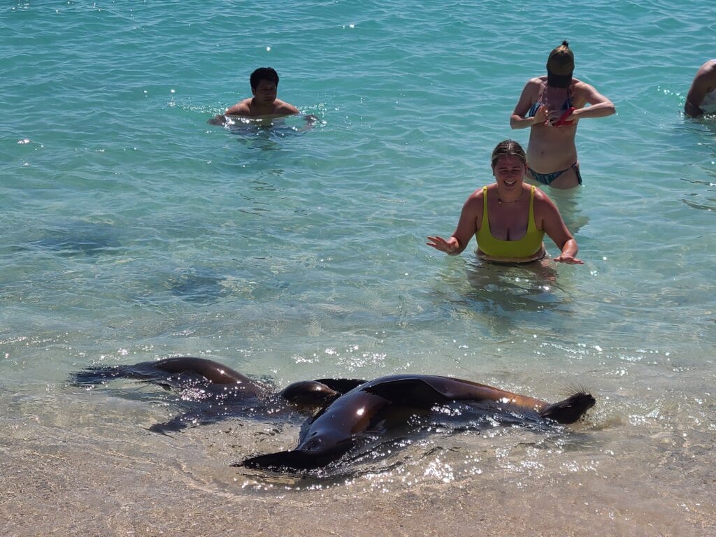 sea lions playing in ocean near tourists in San Cristobal Galapagos