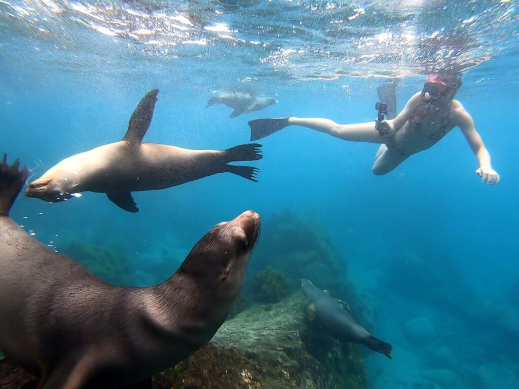 woman snorkeling with sea lions San Cristobal Galapagos