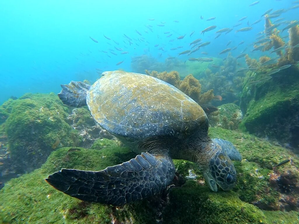 Galapagos sea turtle feeding on algae