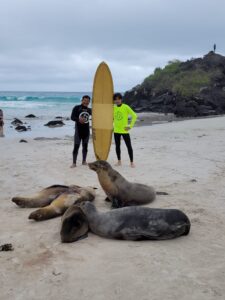 galapagos surfers with sea lions on beach