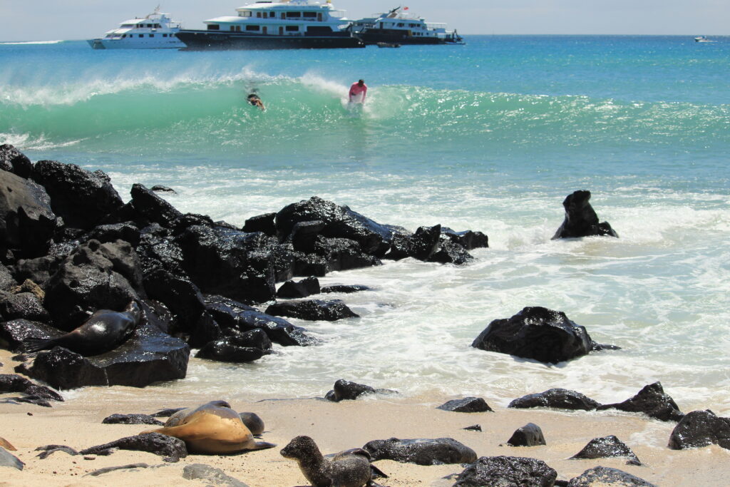 surfers and sea lions at Playa Mann, San Cristobal, Galapagos