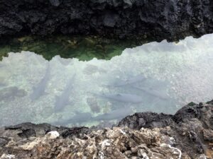 white-tipped reef sharks in the lava channel at tintoreras galapagos