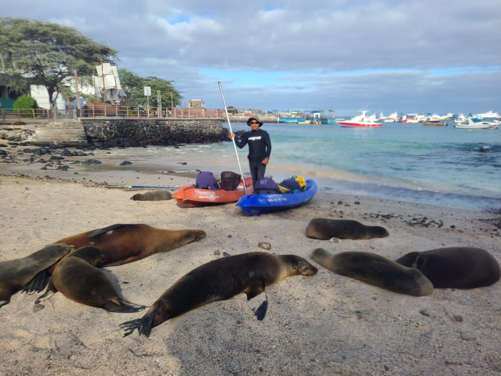 man wearing wetsuit with two kayaks surrounded by sea lions San Cristobal Galapagos