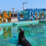 sea lion in front of san cristobal galapagos sign