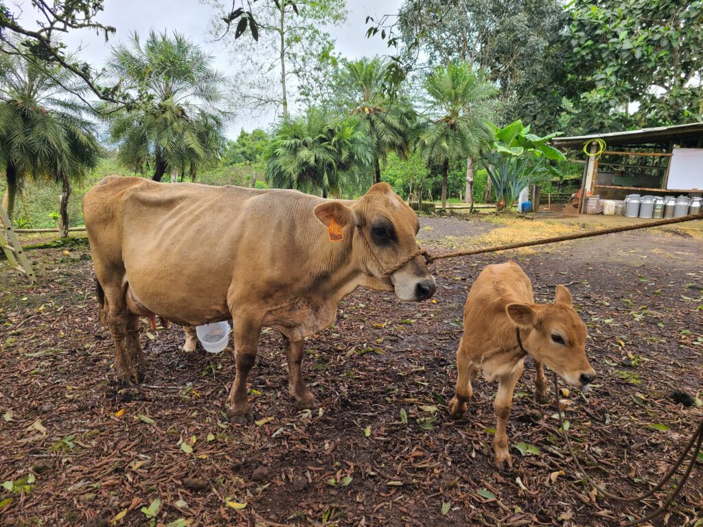 dairy cow and calf on a farm in Cerro Verde, San Cristobal, Galapagos