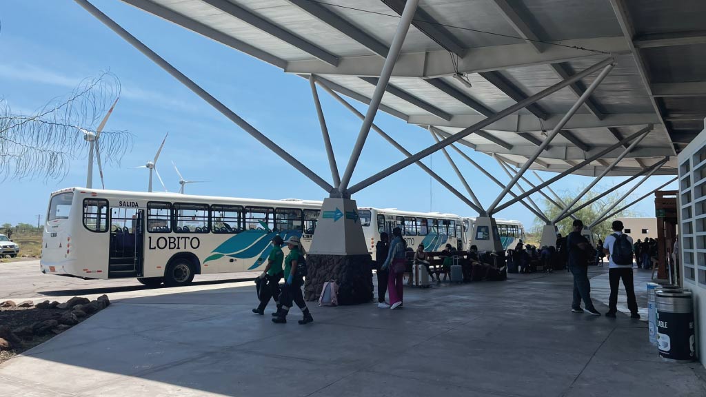 Lobito buses lined up in front of Baltra airport