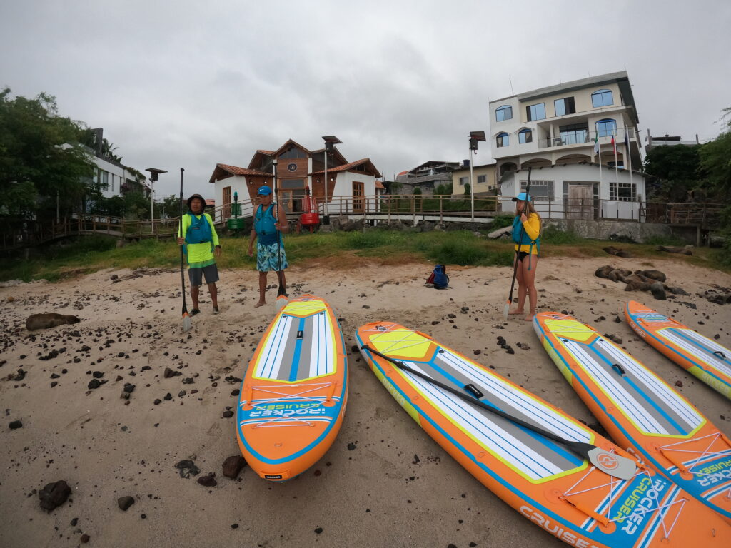 four paddleboards on beach with sea lions