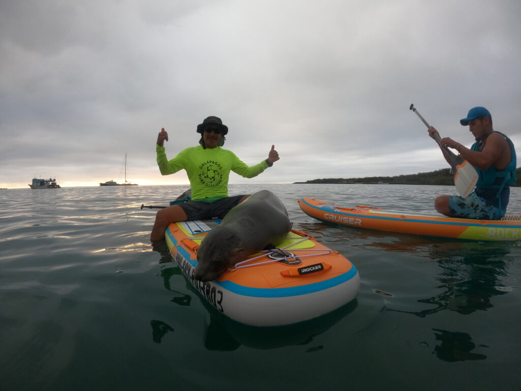 man wearing Galapagos Surf Discovery rashguard sitting on paddleboard with sea lion