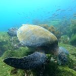 Galapagos sea turtle feeding on algae