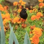 Galapagos finch on orange flower